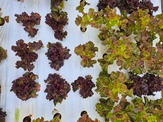 이정현님의 농사, 무엇이든 물어보세요! · 참여글 작성글 사진