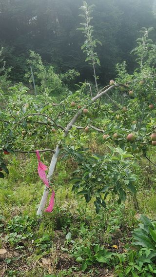 사과6329님의 자유주제 · 자유게시판 작성글 사진