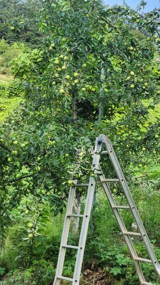 사과6329님의 자유주제 · 자유게시판 작성글 사진