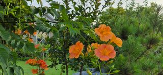 달맛햇복숭아농원님의 자유주제 · 사진전 작성글 사진