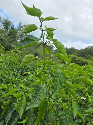 고추농사 정 미라님의 자유주제 · 자유게시판 작성글 사진
