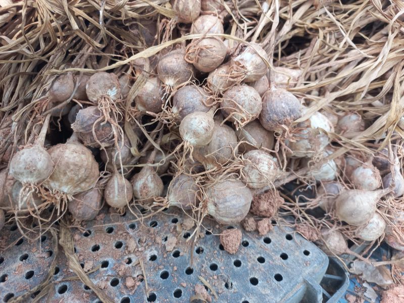 박린님의 장터 판매 상품 [홍산마늘 단구(도야)] 첨부 사진