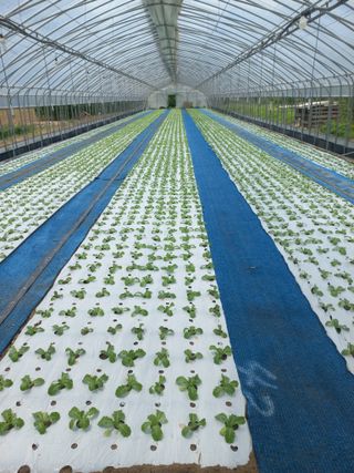 농민님의 상추 · 자유게시판 작성글 사진