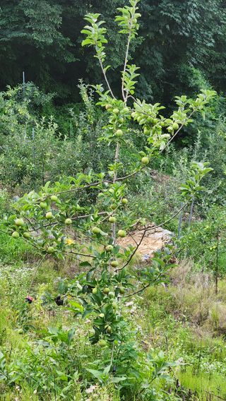 사과6329님의 자유주제 · 자유게시판 작성글 사진