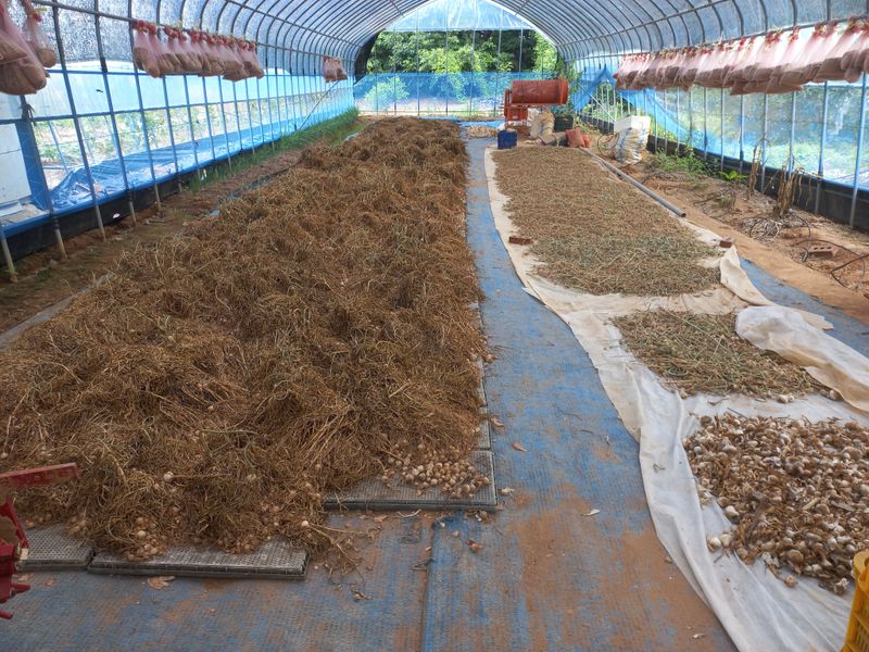 박린님의 장터 판매 상품 [홍산마늘 단구(도야)] 첨부 사진