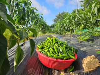 보리수치유농장님의 자유주제 · 자유게시판 작성글 사진