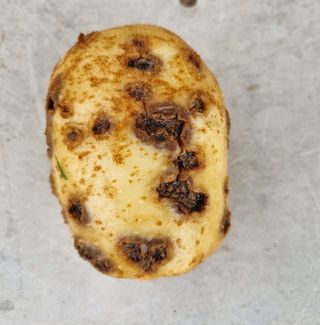 이선범님의 농사, 무엇이든 물어보세요! · 참여글 작성글 사진