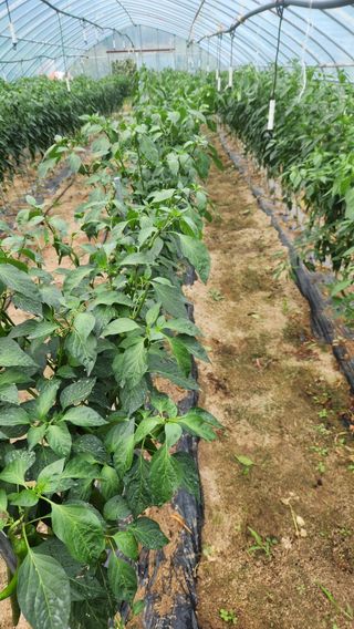 치악산골농부님의 농사, 무엇이든 물어보세요! · 참여글 작성글 사진