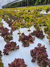 팜모닝 농사, 무엇이든 물어보세요!·참여글 게시글 이미지