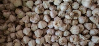 달맛햇복숭아농원님의 자유주제 · 자유게시판 작성글 사진