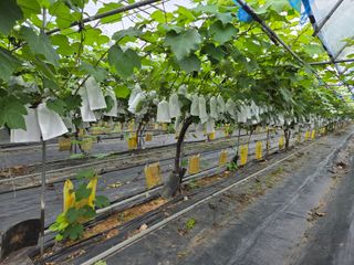 태일농산이정수님의 자유주제 · 자유게시판 작성글 사진