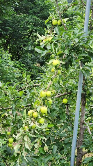 사과6329님의 자유주제 · 자유게시판 작성글 사진