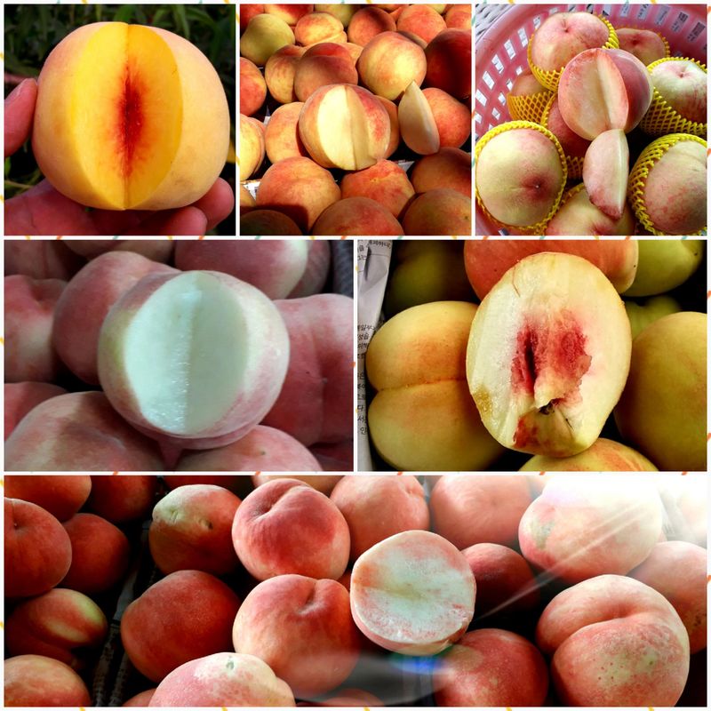 이슬농부농산님의 장터 판매 상품 [[히트상품]복숭아[황도/백도]당도짱4kg] 첨부 사진