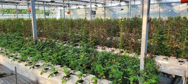 사랑꽃농장님의 장터 판매 상품 [신품) 예쁜 장미묘 1종(4개)] 첨부 사진