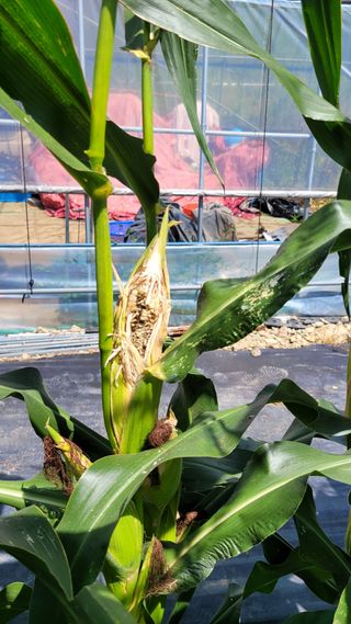 최병서님의 농사, 무엇이든 물어보세요! · 참여글 작성글 사진