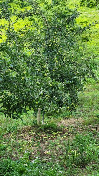 사과6329님의 자유주제 · 자유게시판 작성글 사진