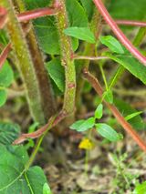 팜모닝 농사, 무엇이든 물어보세요!·참여글 게시글 이미지