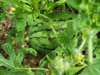 예인화원와이너리님의 자유주제 · 사진전 작성글 사진