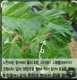 팜모닝 자유주제·자유게시판 게시글 이미지
