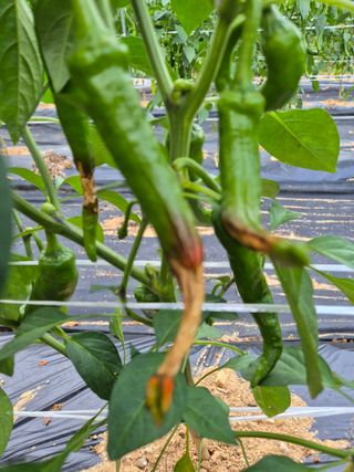 송선우님의 고추 · 병해충상담 작성글 사진