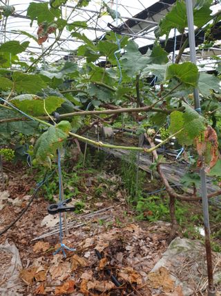 Happypapa님의 포도 · 병해충상담 작성글 사진