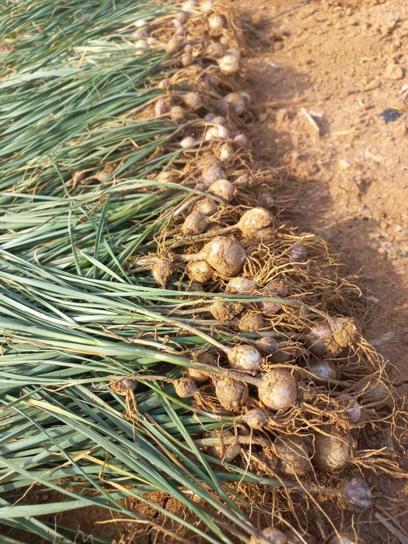 박린님의 장터 판매 상품 [홍산마늘 단구(도야)] 첨부 사진