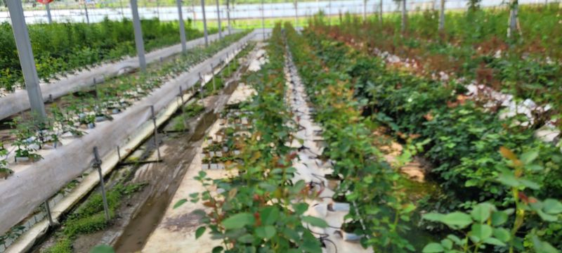 사랑꽃농장님의 장터 판매 상품 [신품) 예쁜 장미묘 1종(4개)] 첨부 사진