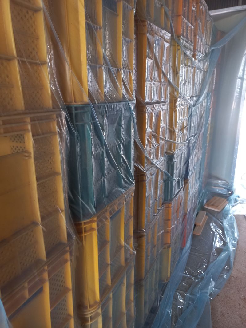 박린님의 장터 판매 상품 [홍산마늘 단구(도야)] 첨부 사진