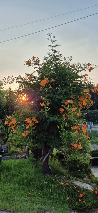 달맛햇복숭아농원님의 자유주제 · 사진전 작성글 사진