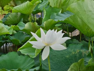 보리수치유농장님의 자유주제 · 자유게시판 작성글 사진