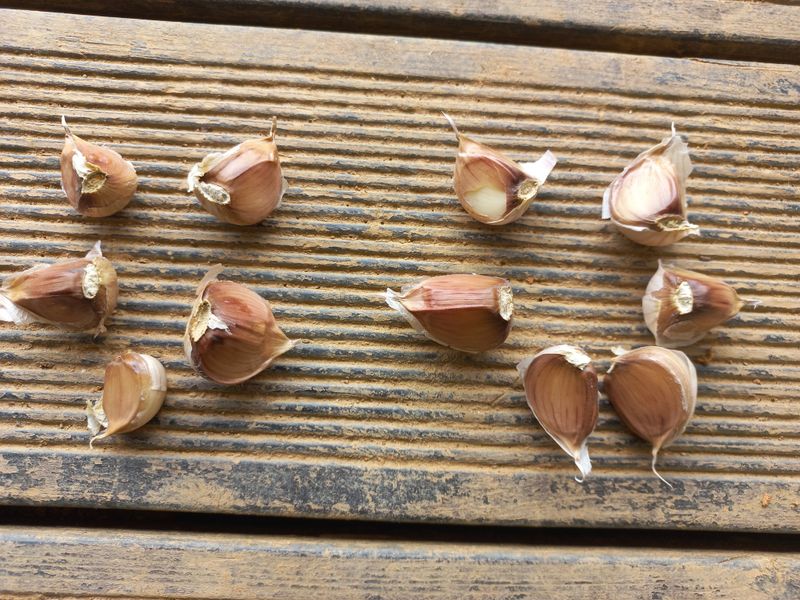 박린님의 장터 판매 상품 [홍산마늘 단구(도야)] 첨부 사진