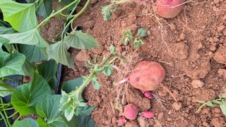 자작나무님의 농사, 무엇이든 물어보세요! · 참여글 작성글 사진