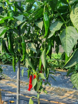 태풍한가름님의 자유주제 · 자유게시판 작성글 사진