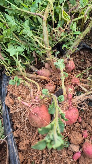 자작나무님의 농사, 무엇이든 물어보세요! · 참여글 작성글 사진