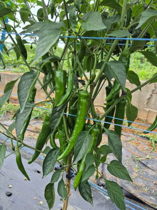 김해균 님의 자유주제 · 자유게시판 작성글 사진