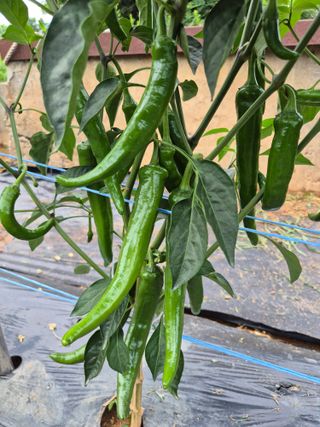 김해균 님의 자유주제 · 자유게시판 작성글 사진