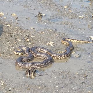 김선순(공룡자색마)님의 자유주제 · 자유게시판 작성글 사진