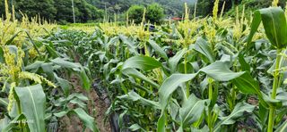 음두임님의 작성글 사진