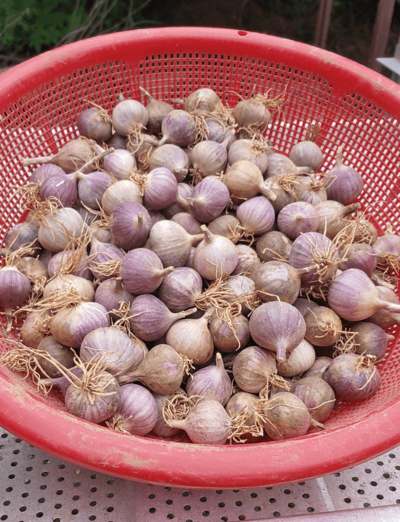 조새힘님의 장터 판매 상품 [25년 수확한 홍산마늘 단구 외통마늘(종자용) 500g, 1kg] 첨부 사진