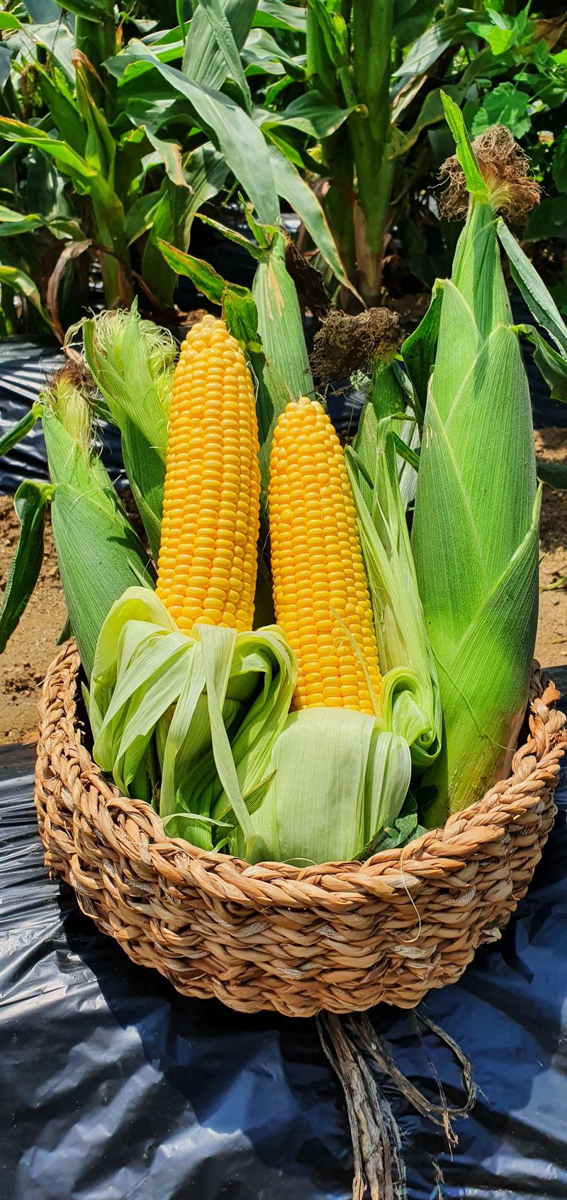 음두임님의 장터 판매 상품 [괴산 초당옥수수] 첨부 사진