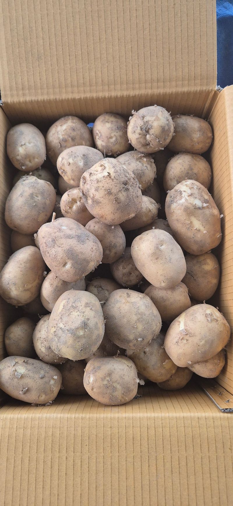 장터 상품 [감자 두백이] 썸네일