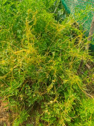 전수희님의 농사, 무엇이든 물어보세요! · 참여글 작성글 사진