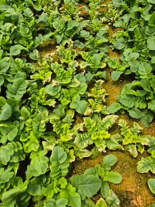 충남 초보농사꾼님의 농사, 무엇이든 물어보세요! · 참여글 작성글 사진