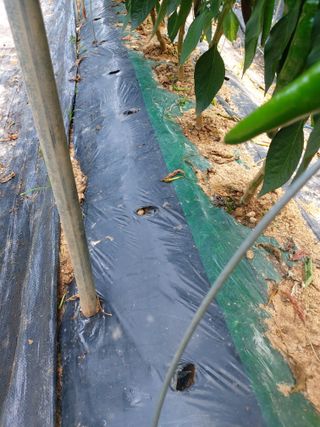 둥이농장(김준태)님의 자유주제 · 자유게시판 작성글 사진