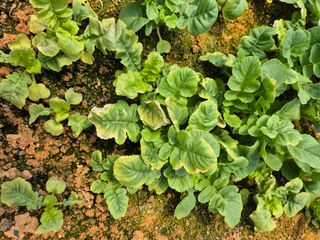 충남 초보농사꾼님의 농사, 무엇이든 물어보세요! · 참여글 작성글 사진