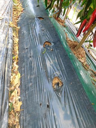 둥이농장(김준태)님의 자유주제 · 자유게시판 작성글 사진