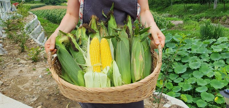 장터 상품 [괴산 초당옥수수] 썸네일