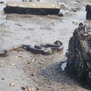 김선순(공룡자색마)님의 자유주제 · 자유게시판 작성글 사진