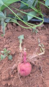 팜모닝 농사, 무엇이든 물어보세요!·참여글 게시글 이미지