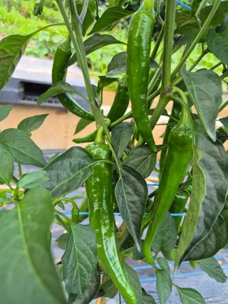 김해균 님의 자유주제 · 자유게시판 작성글 사진